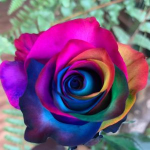 Rainbow 09-Penelope